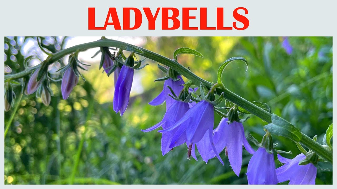 The Blooming Serenade of Ladybells, flower scenery, beautiful flowers