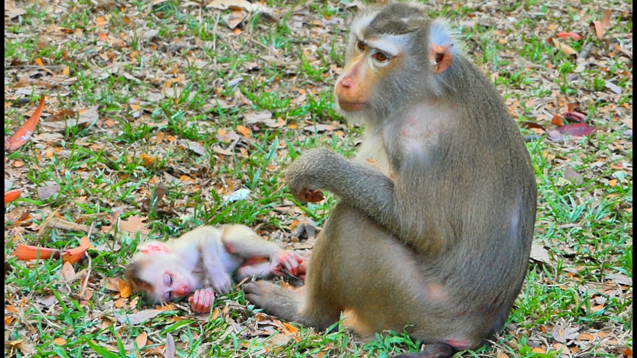 Latest News about baby Levy: Finally little baby Levy has go far away from our, almost unbelievable