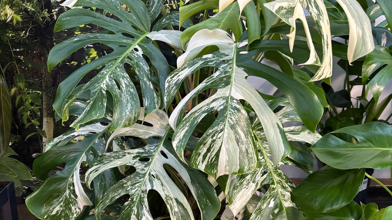 Monstera Deliciosa Variegata: Como ficaram as mudas depois de algum tempo 