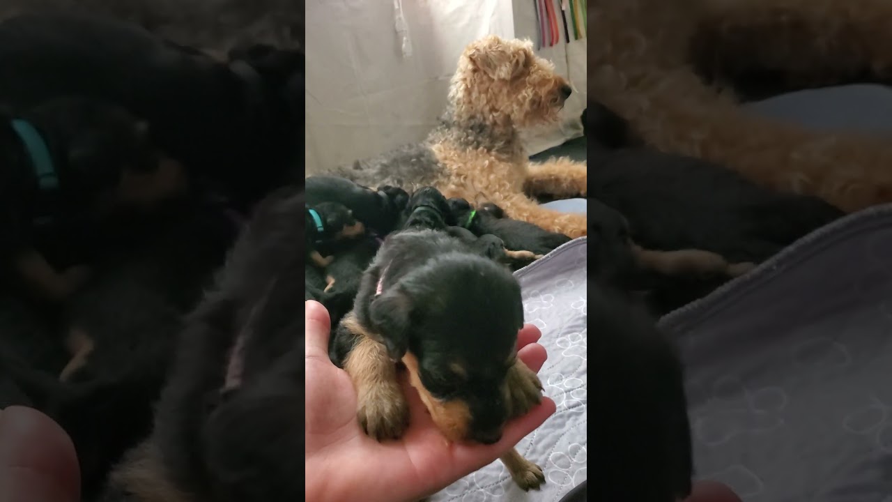 Airedale terrier new born puppies 🐶 July 29th 2024 birthday #puppies #dogs #airedale #terrier