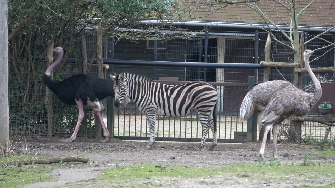 Struisvogels en zebra`s in diergaarde Blijdorp Rotterdam