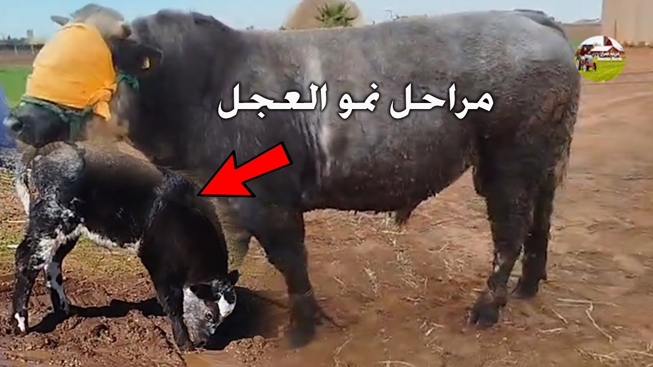 مراحل نمو العجل من البداية إلى النهاية !!! شاهد حتى نهاية.