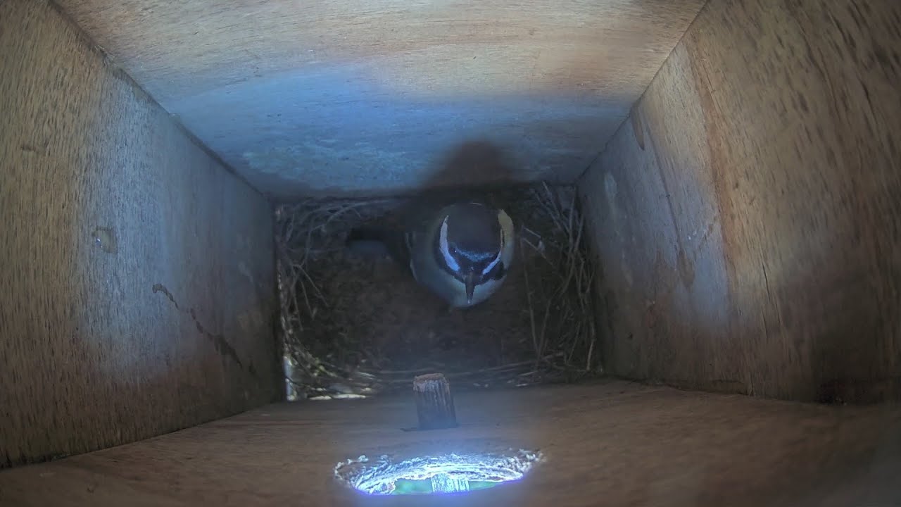 Axis P3935-LR Live Bird Cam | Beleef de lente met deze Koolmees live!