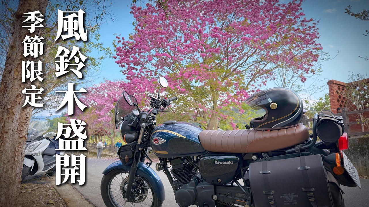 洋紅風鈴木滿開！季節限定花景｜W175機車旅行｜Pink Trumpet Trees in Full Bloom ｜Seasonal Blossoms in Taiwan
