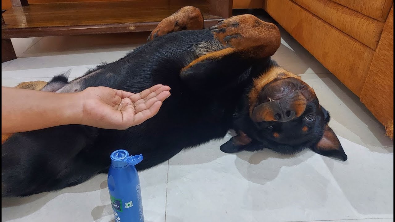 dog oil massage