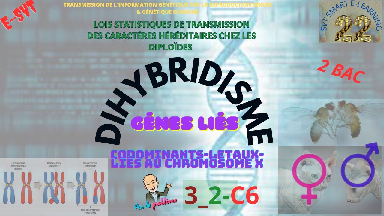 Dihybridisme /Gènes  liés Codominants Létal ou liés au sexe