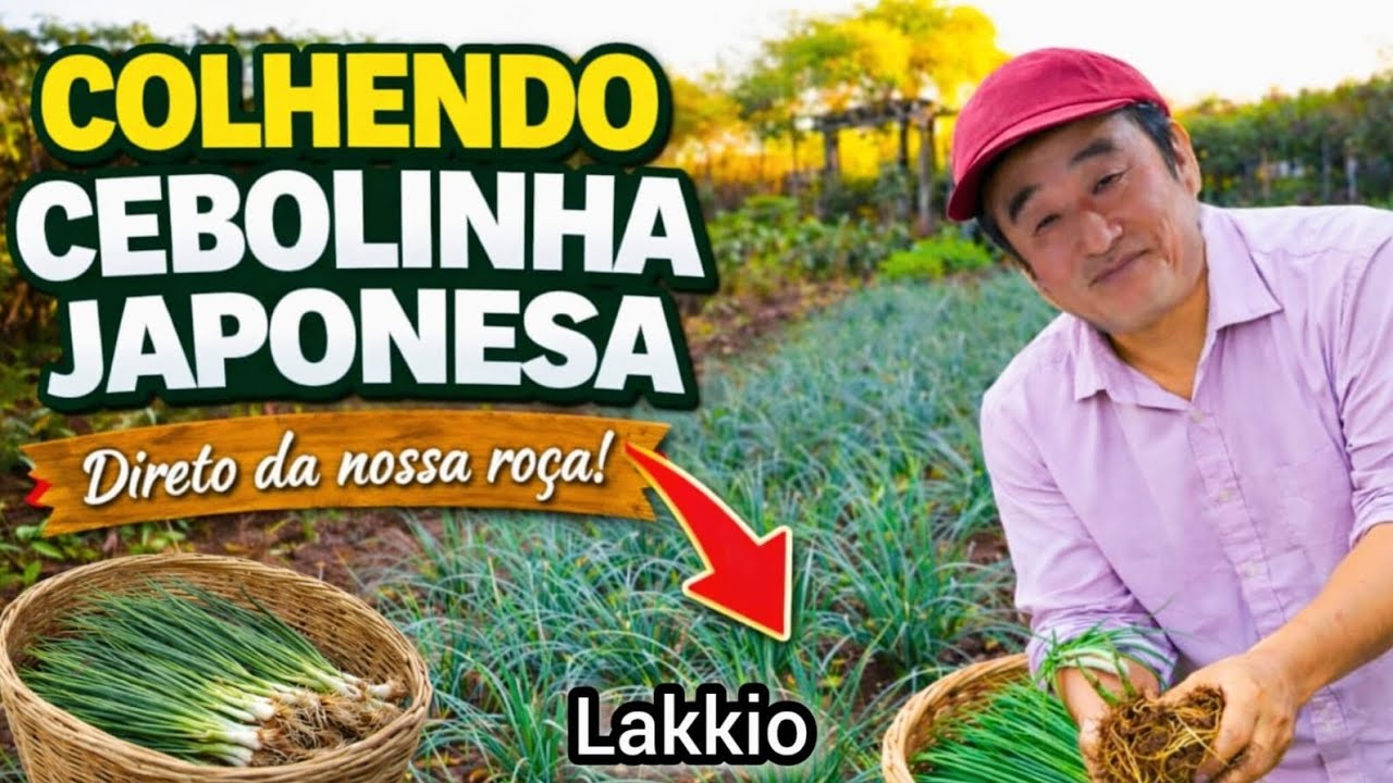 COLHEITA DE LAKYO!CEBOLINHA JAPONESA PERFEITA PRA CONSERVA!🧅🧄😋
