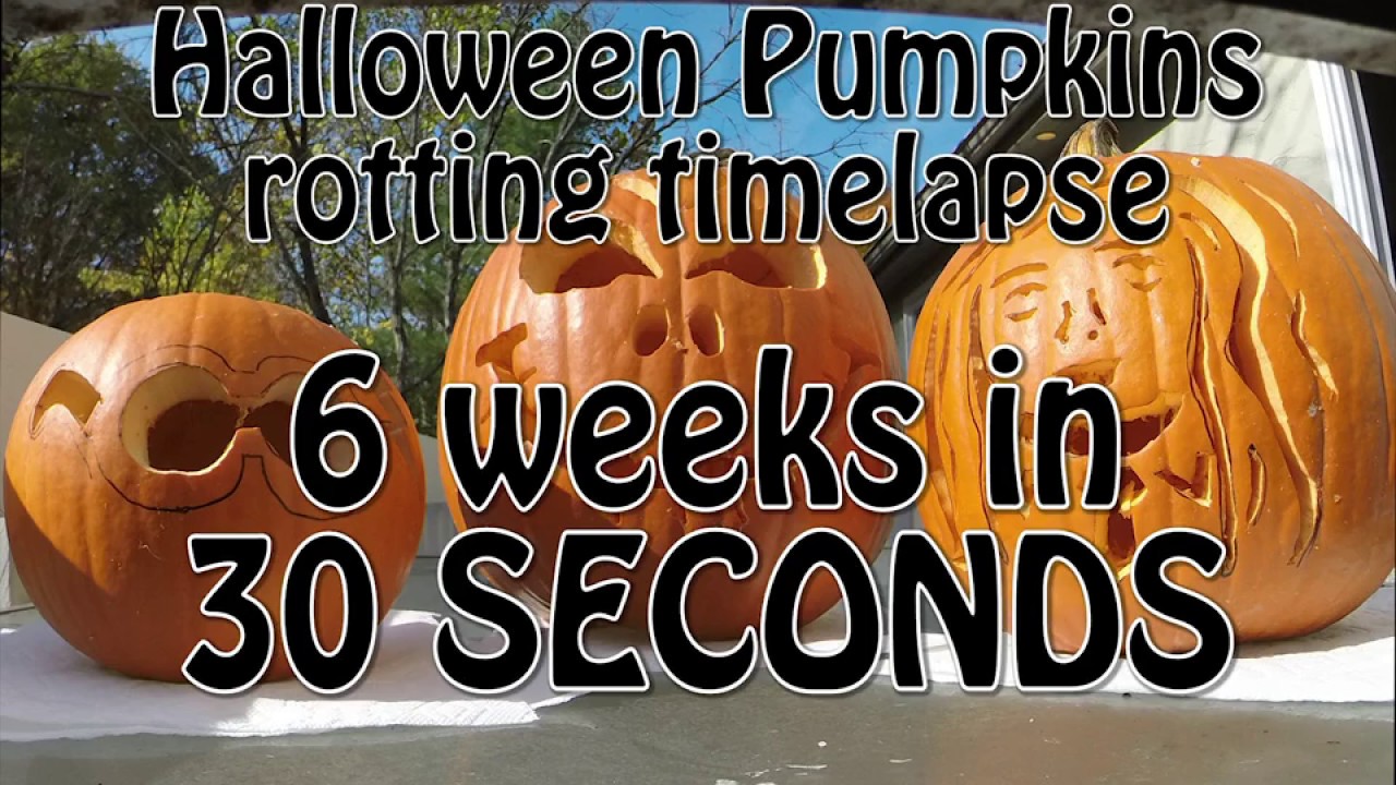 Rotting Pumpkin Timelapse