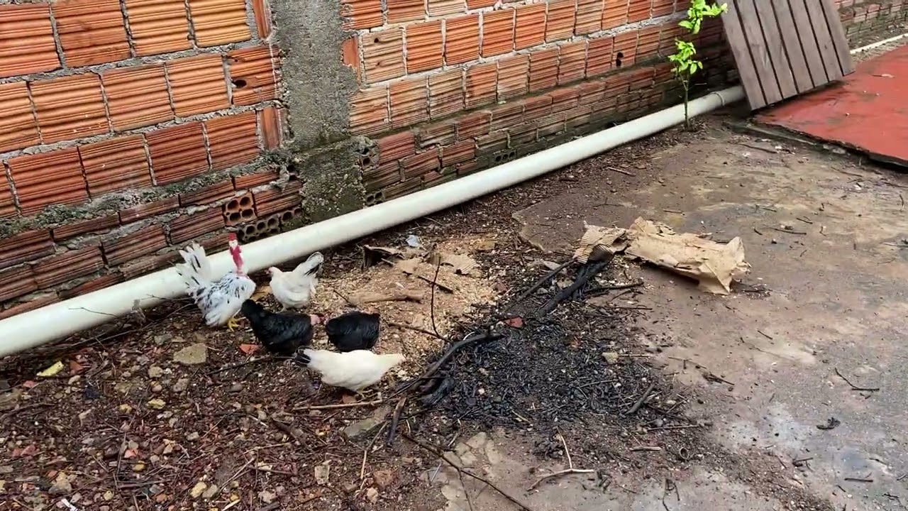 ATUALIZAÇÃO, TOU ORGANIZANDO OS VIVEIROS 🫡❤️🐔 VOU TIRAR ALGUMAS AVES 😃❤️🐔