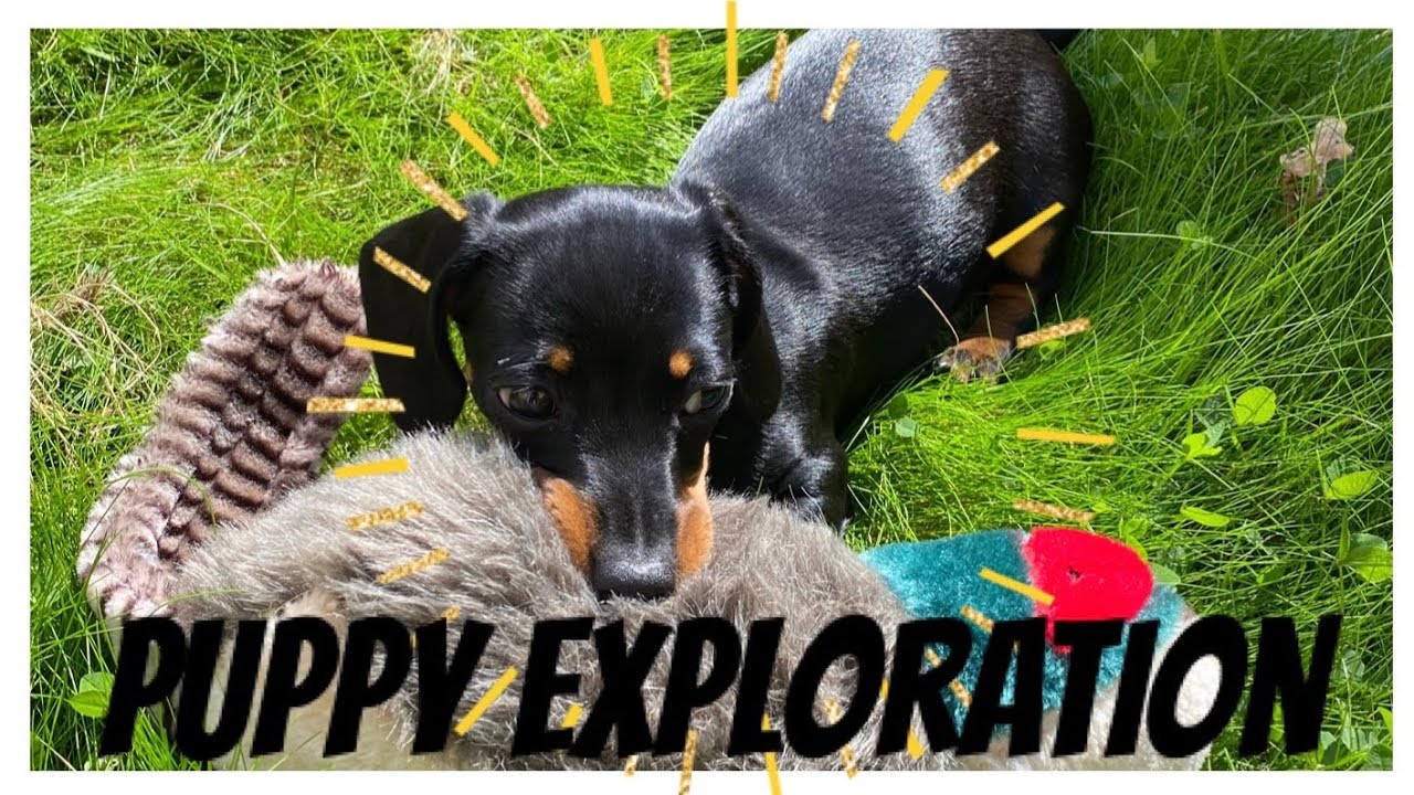 PUPPY EXPLORATION | The Daily Dach