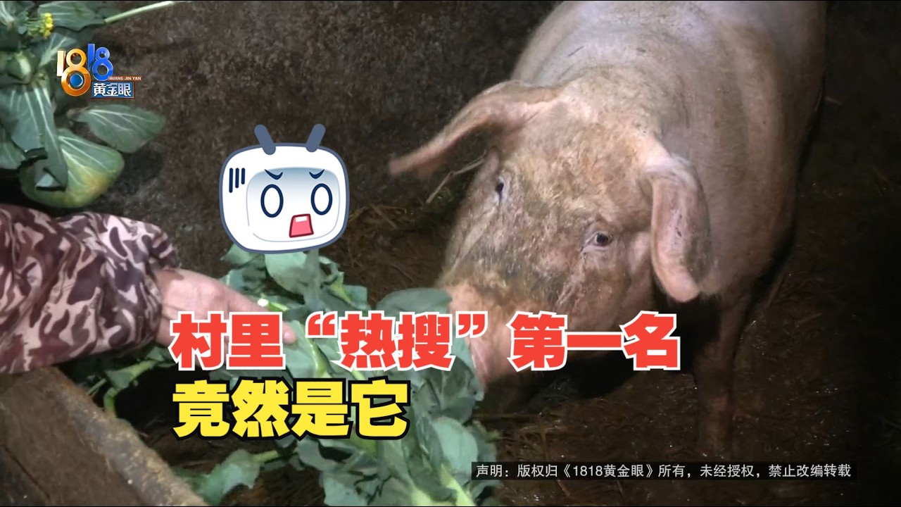 【1818黄金眼】300斤猪没卖成，引爆村里情报站