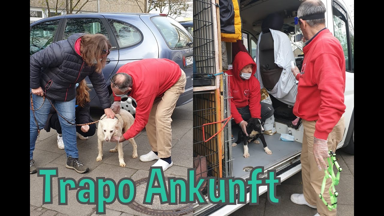 Trapo Ankunft - Halona for Dogs e.V.