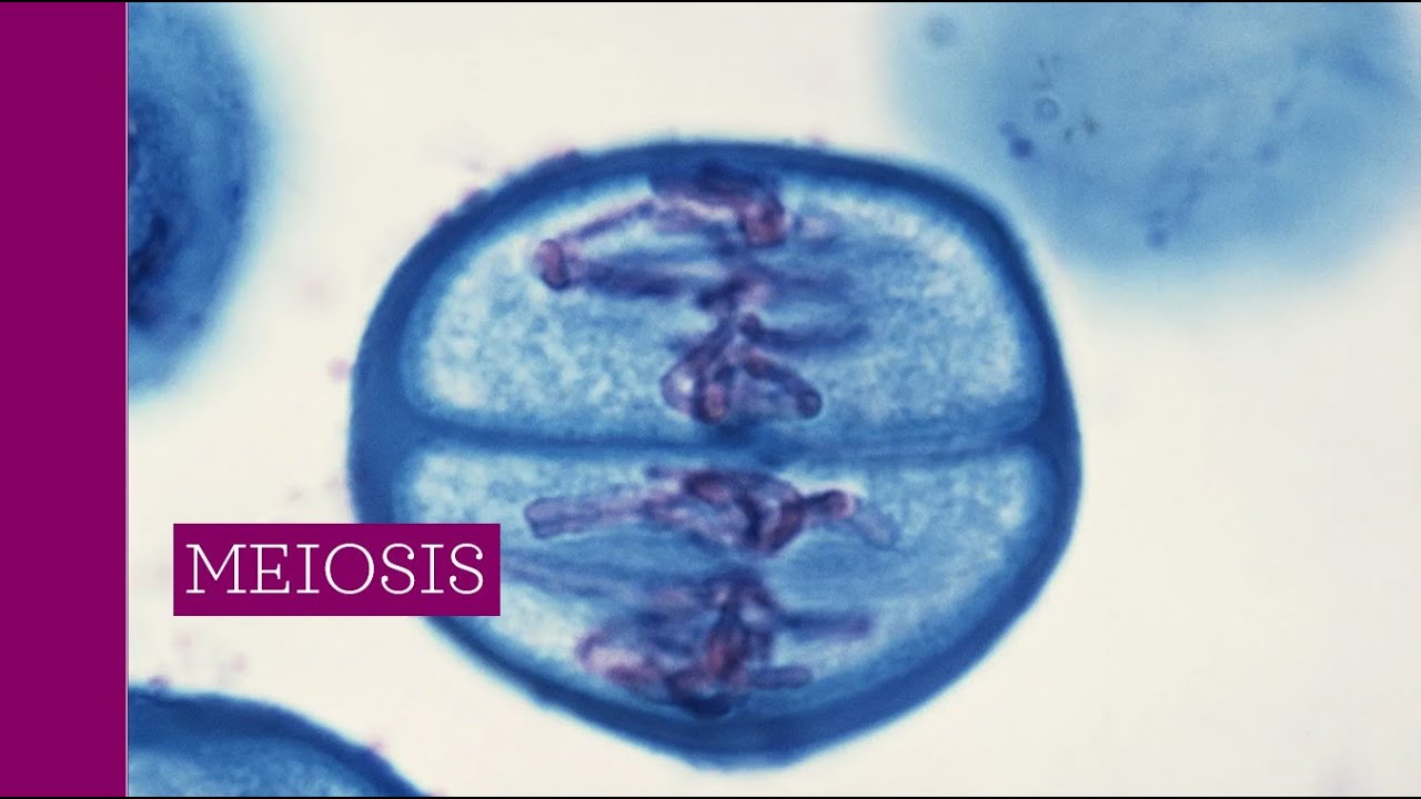 AP Biology 5i Meiosis Lecture