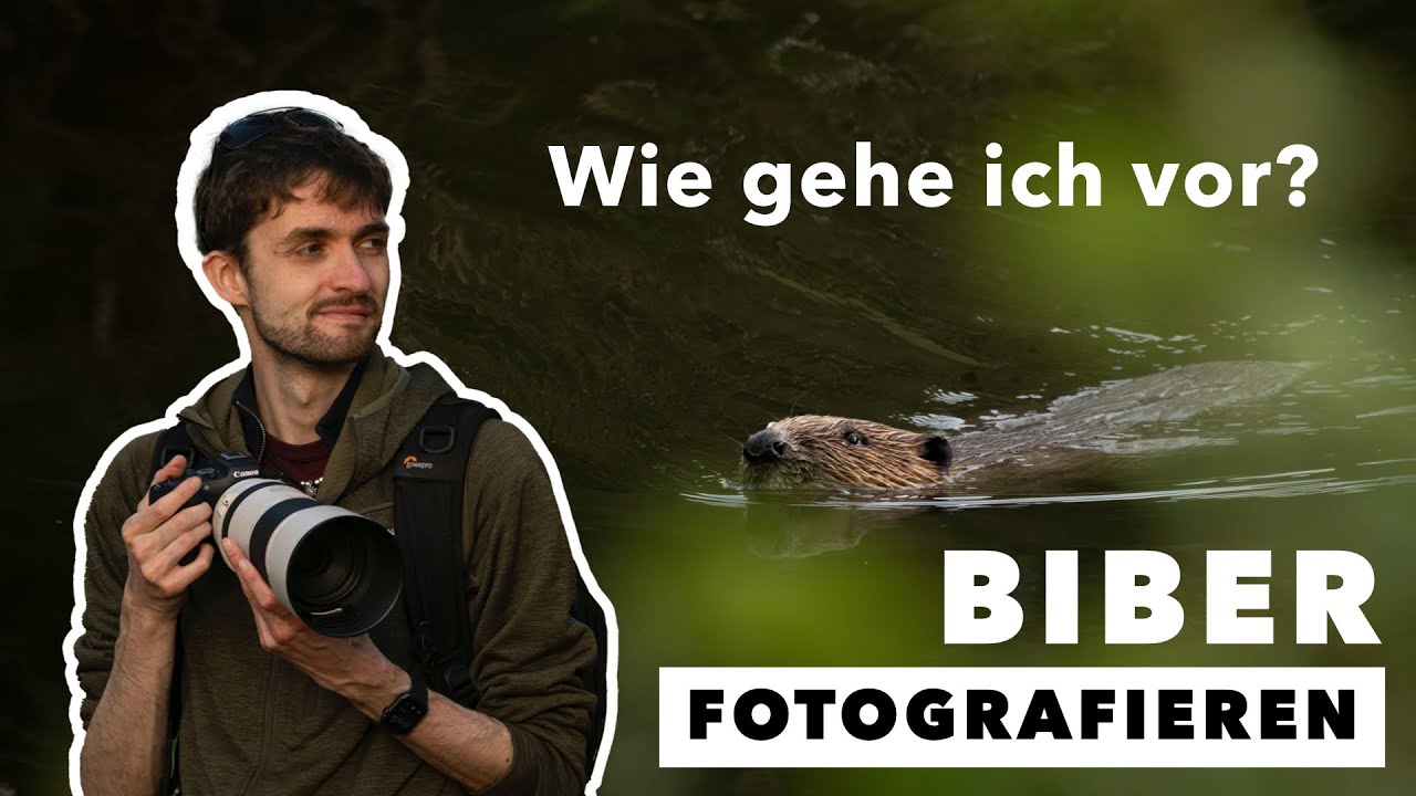 Naturfotografie Abenteuer beim BIBER