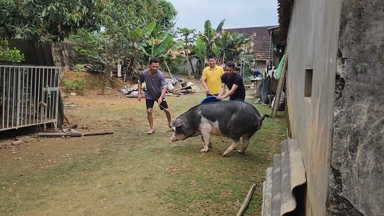 MẤY ANH EM VẤT VẢ VỚI CON LỢN TẠ CỦA BÀ NỘI ,LÒNG LỢN NẤU XÁO NÓNG HỔI