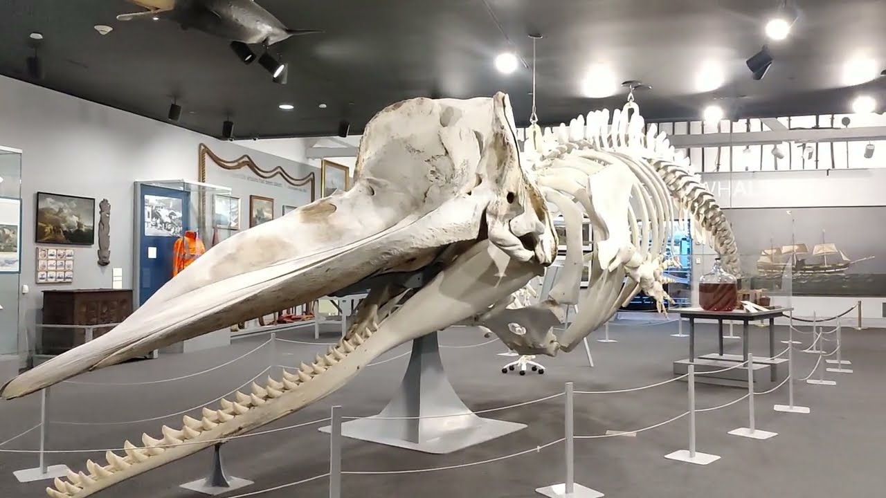 The New Bedford Whaling Museum