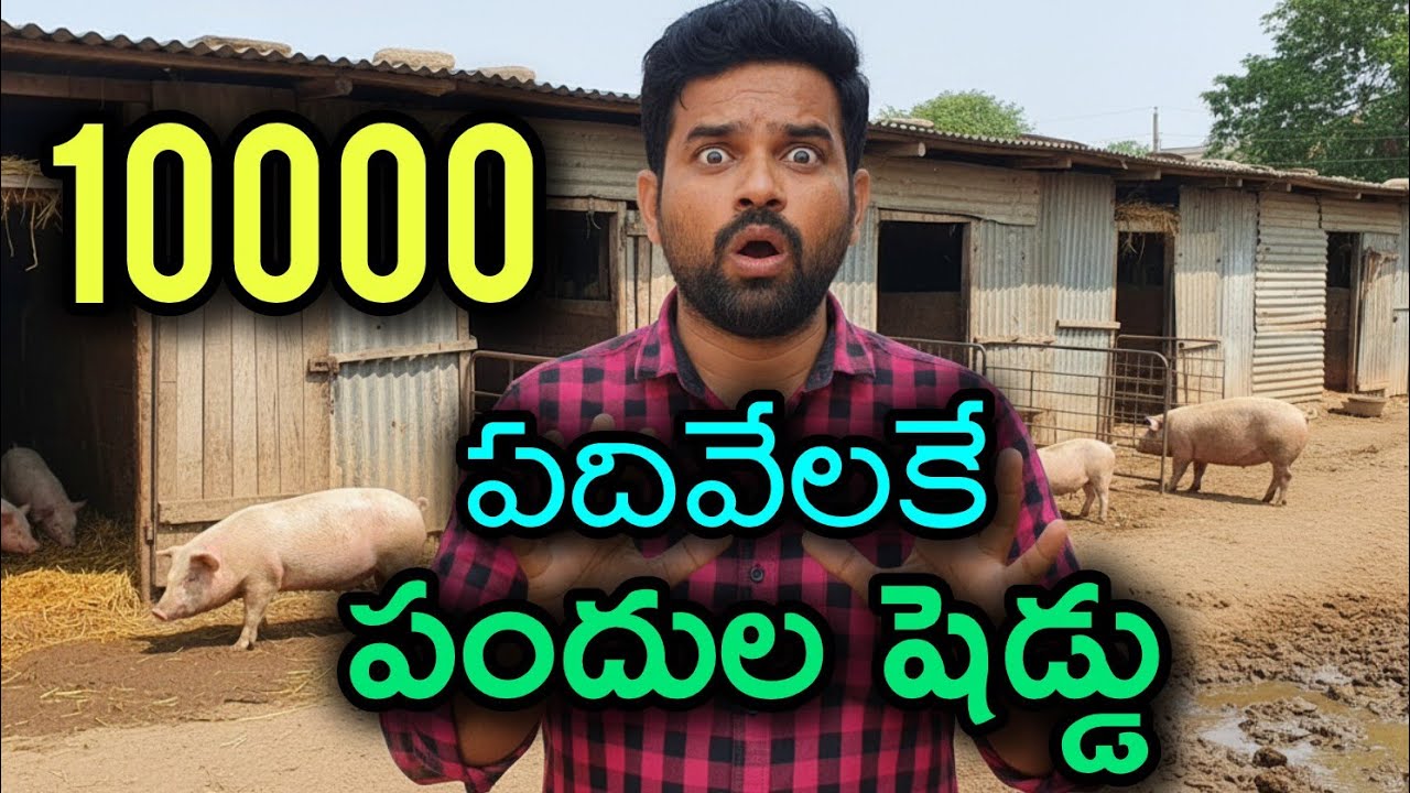 HOW TO START A LOW-COST PIG FARM BUSINESS/HOW TO START A PIG FARM FOR UNDER $1000/LOW BUDGET FARM
