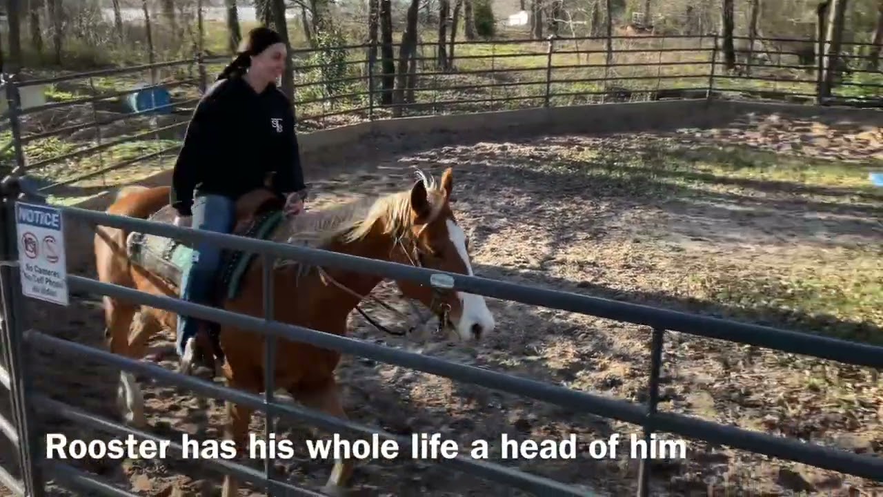 Gorgeous 16H Registered Gelding Broke Safe Sound Gentle