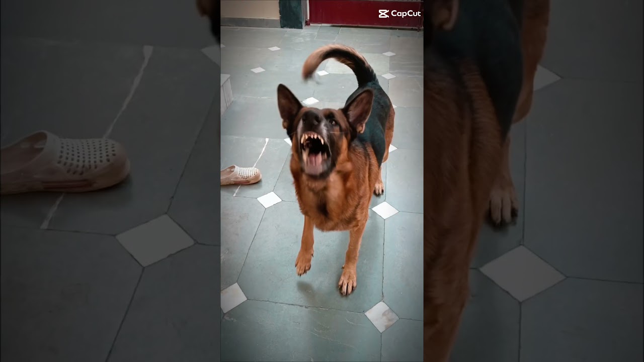 I am animal lover my dog name Tony