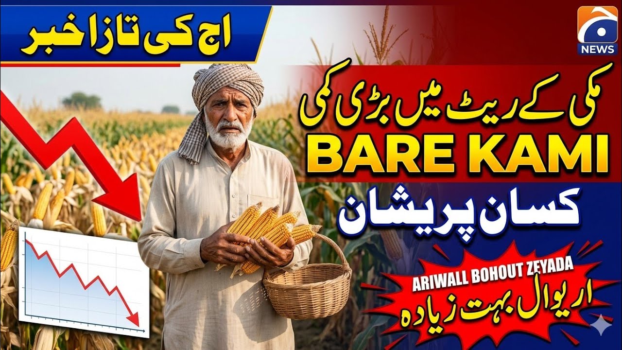 16-06-26tody Maki🌽🌽🌽(live bolli rate down 👇! کسان پریشان/مارکیٹ دوبارہ  کرش) ghalla Mandi mian chanu
