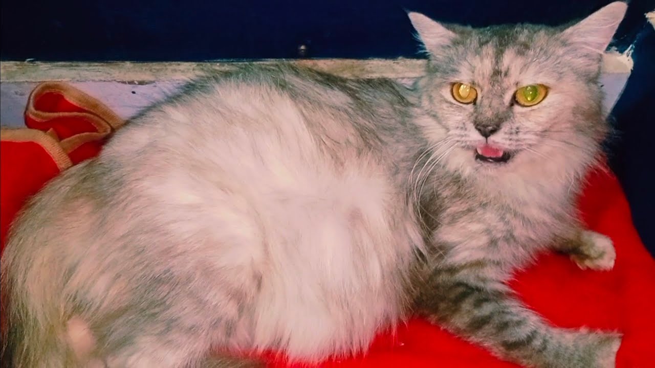 Mashallah Lucy ne bache de diye || Ghar me Ronak hi Ronak | Naz Cattery 