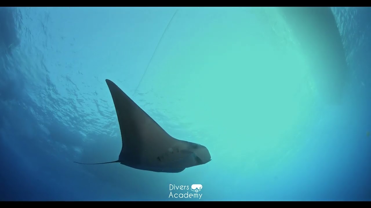 Red Sea Safari September 2025