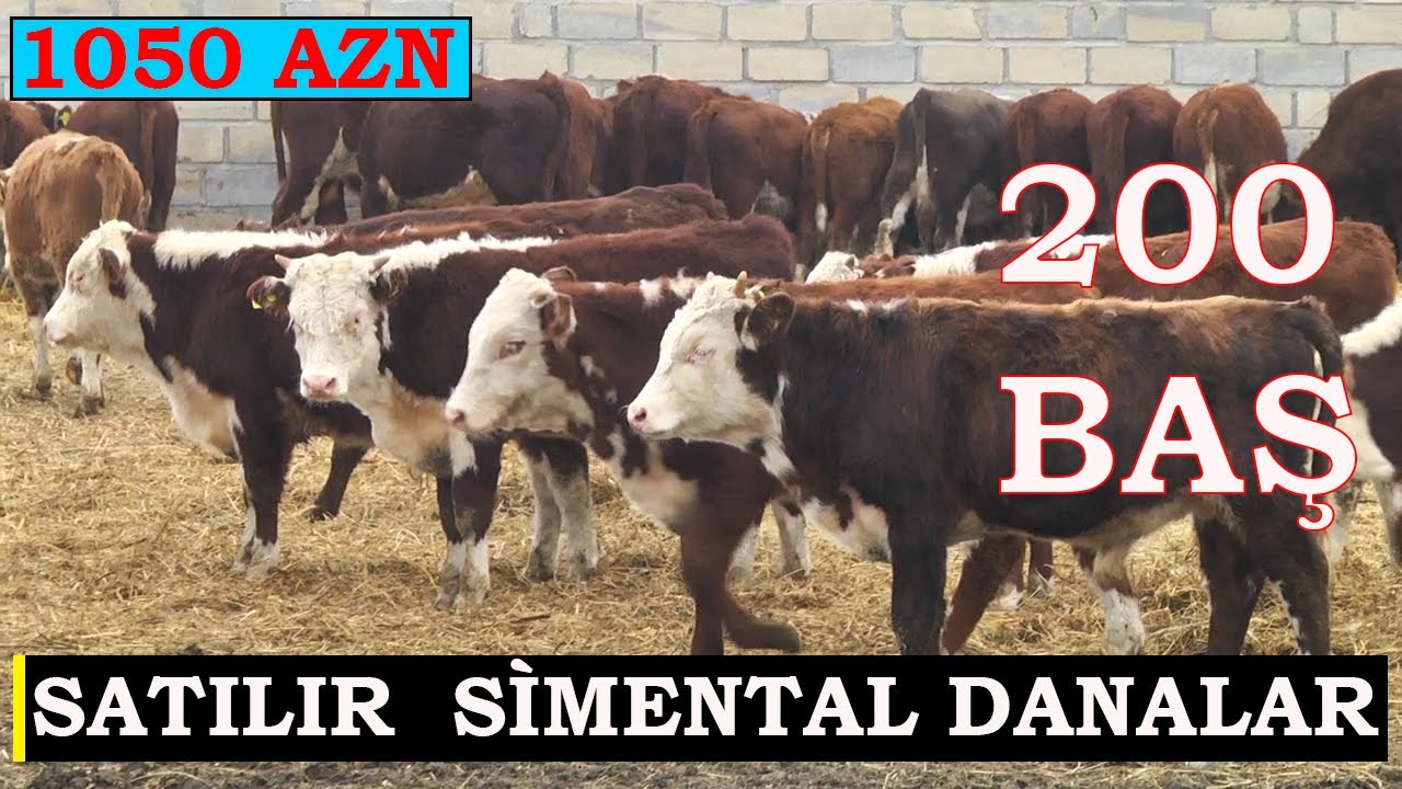 Simental Danalar Tel: +7 705 512 0290 WhatsApp 050 323 06 06 Sifaris