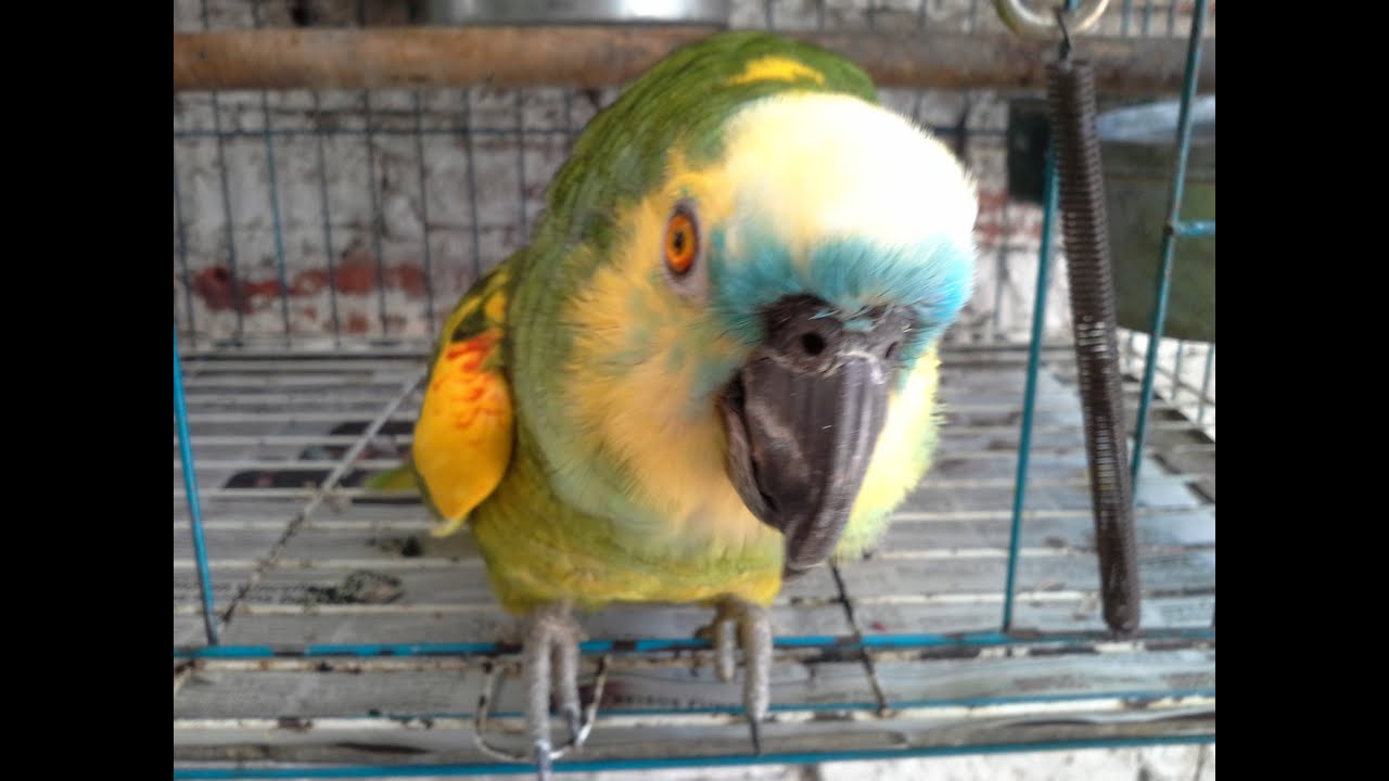 Loros que hablan mucho