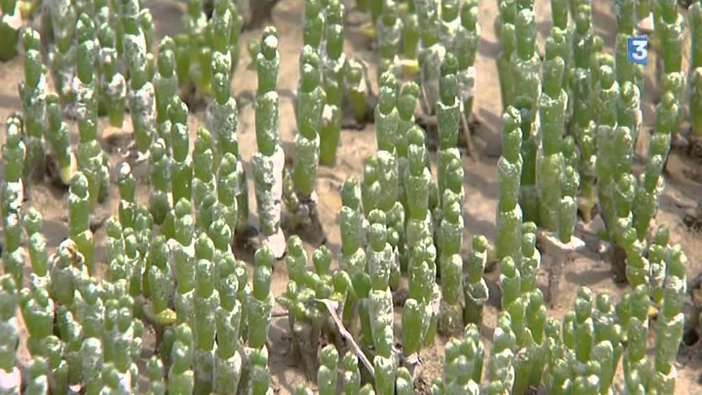 Salicornes de baie de Somme : un printemps froid, une ouverture tardive, les marchés s'impatientent