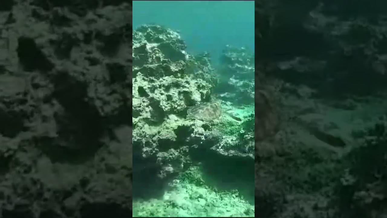 Amazing turtle 🐢 spotting at Paradise dive site 