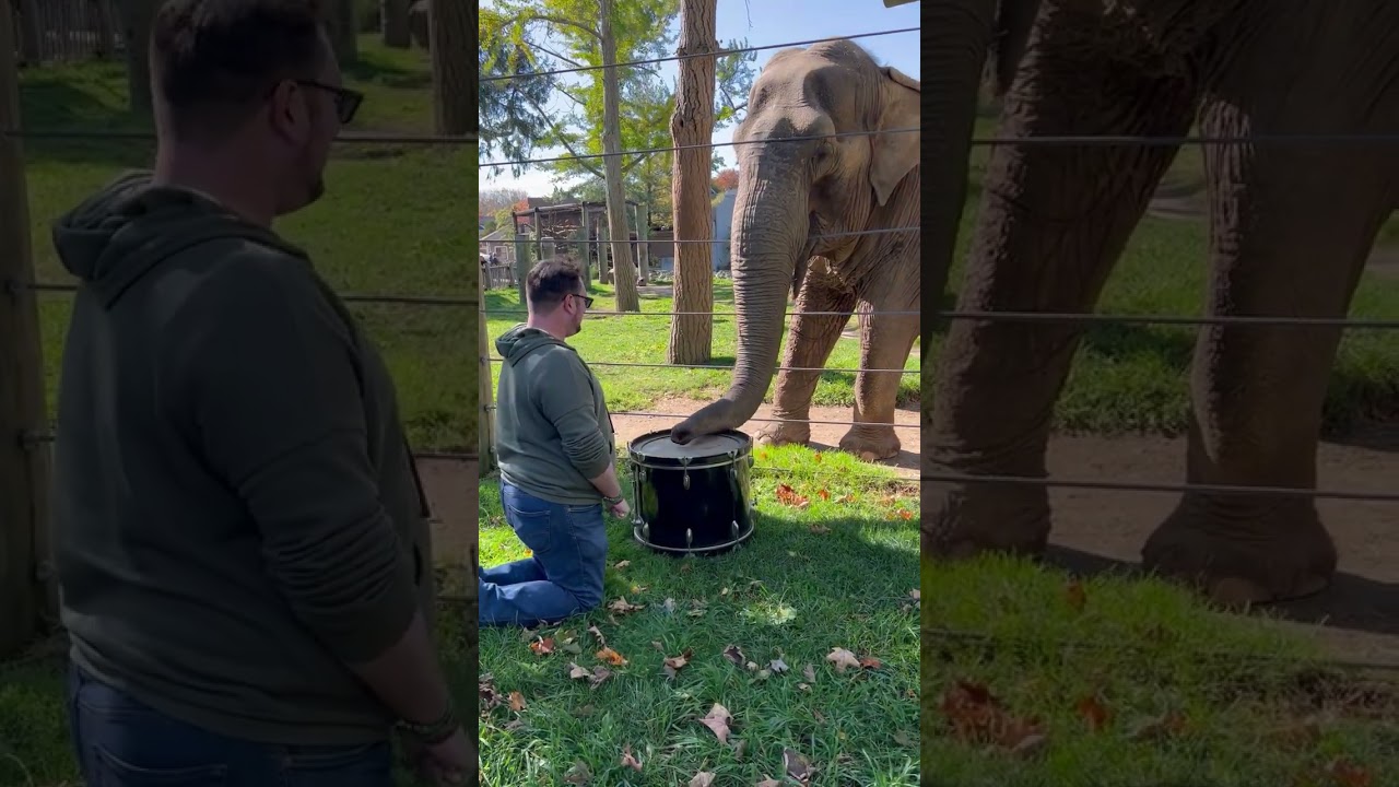Adorable Elephant Learns to Play the Drums!  #Elephants #Shorts
