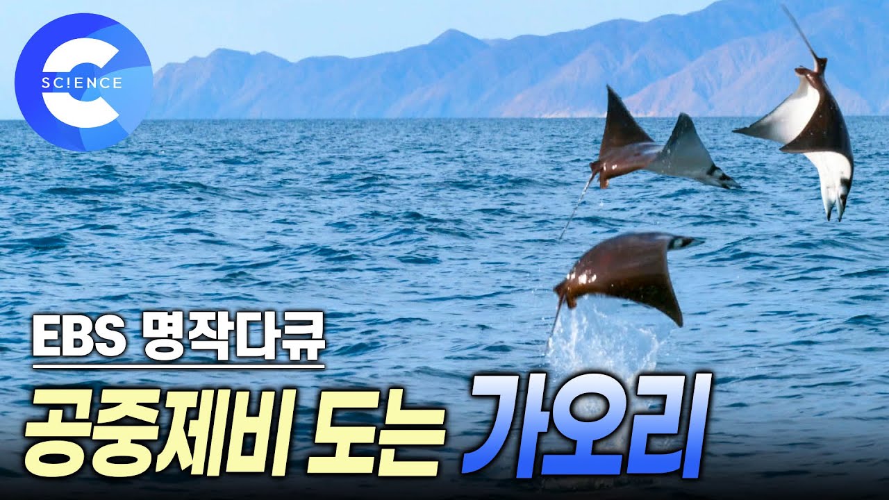 플랑크톤을 현미경으로 확대해보면? | 바다 위를 날아오르는 악마가오리 | 커넥션 | 다큐프라임 | EBS 자연다큐