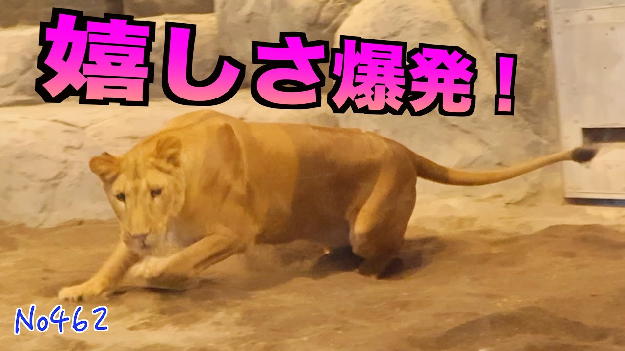 No462 来た！イト大喜びで走り回る｜離れて…そして再会で感情爆発　円山動物園　#lion #オリトファミリー　#zoo