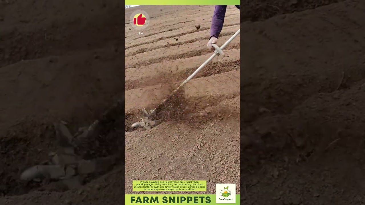 Ginger Field Prep: Digging Ditches & Leveling Like a Pro! 🌱🚜