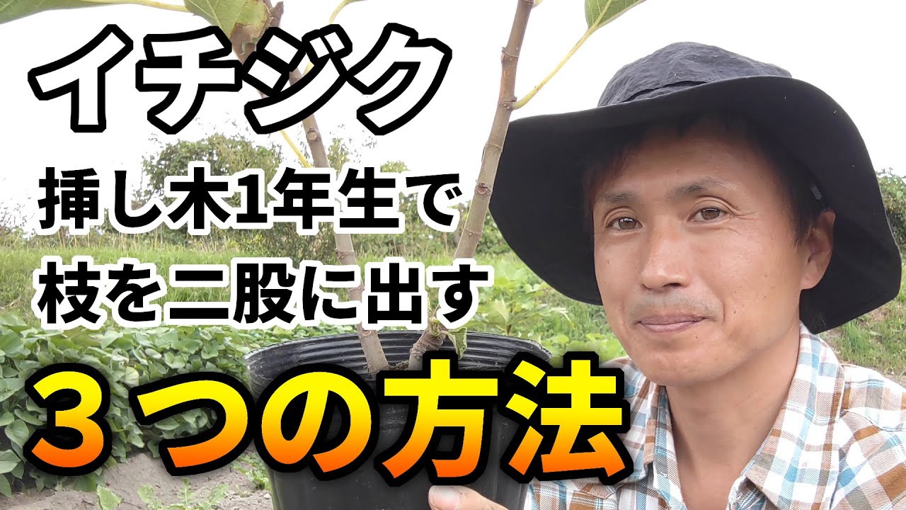 【イチジク】挿し木1年生で枝を二股に出す３つの方法