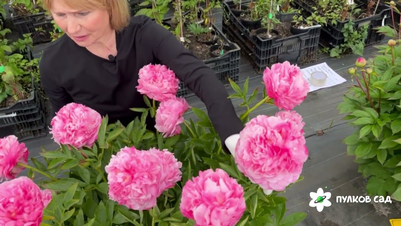 Pink Cotton Candy peony. Пинк Коттон Кэнди пион. Пулков сад (2025 г.)