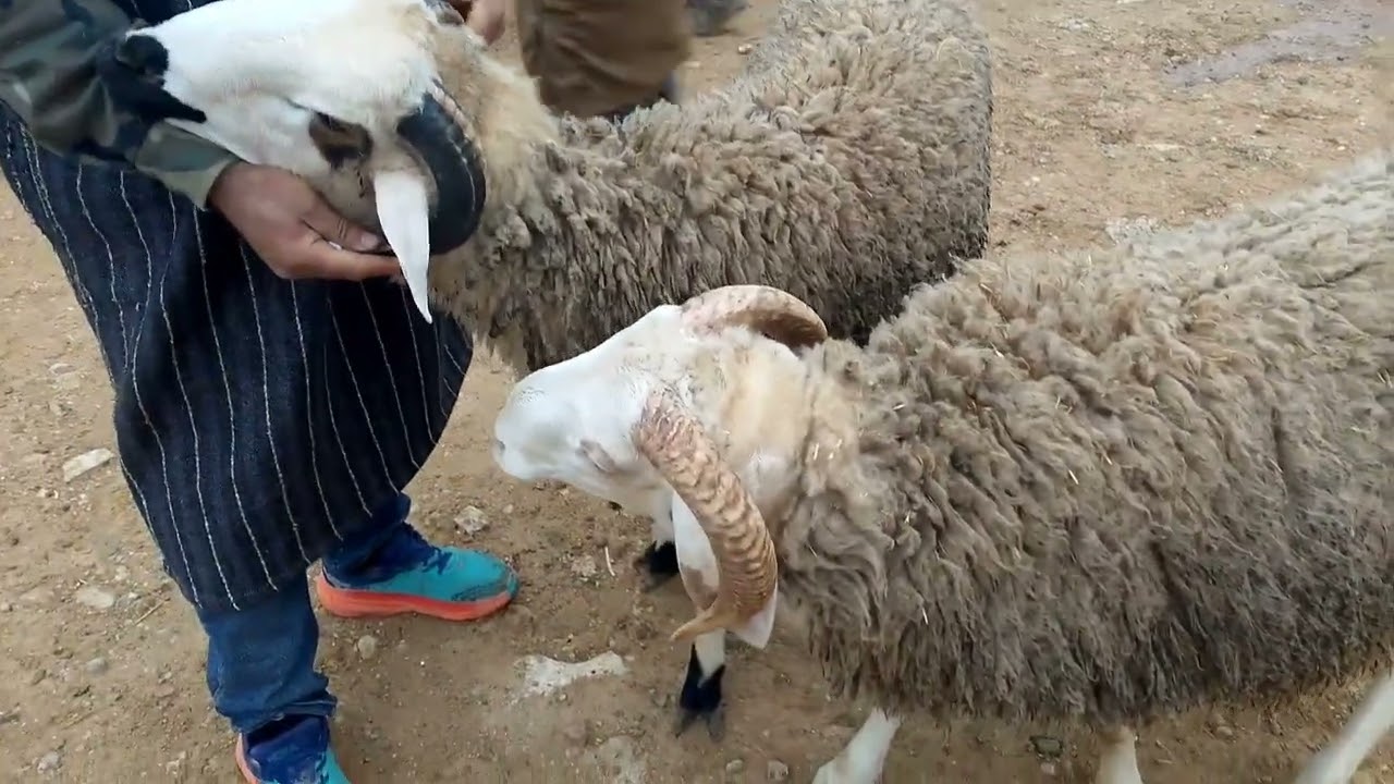 سمع تمن من سوق خميس توجطات إقليم الحاجب جهة فاس مكناس 12/2/2026