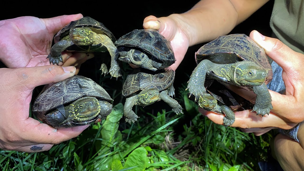 夜の用水路を歩くだけで大量のカメが捕れまくる！！