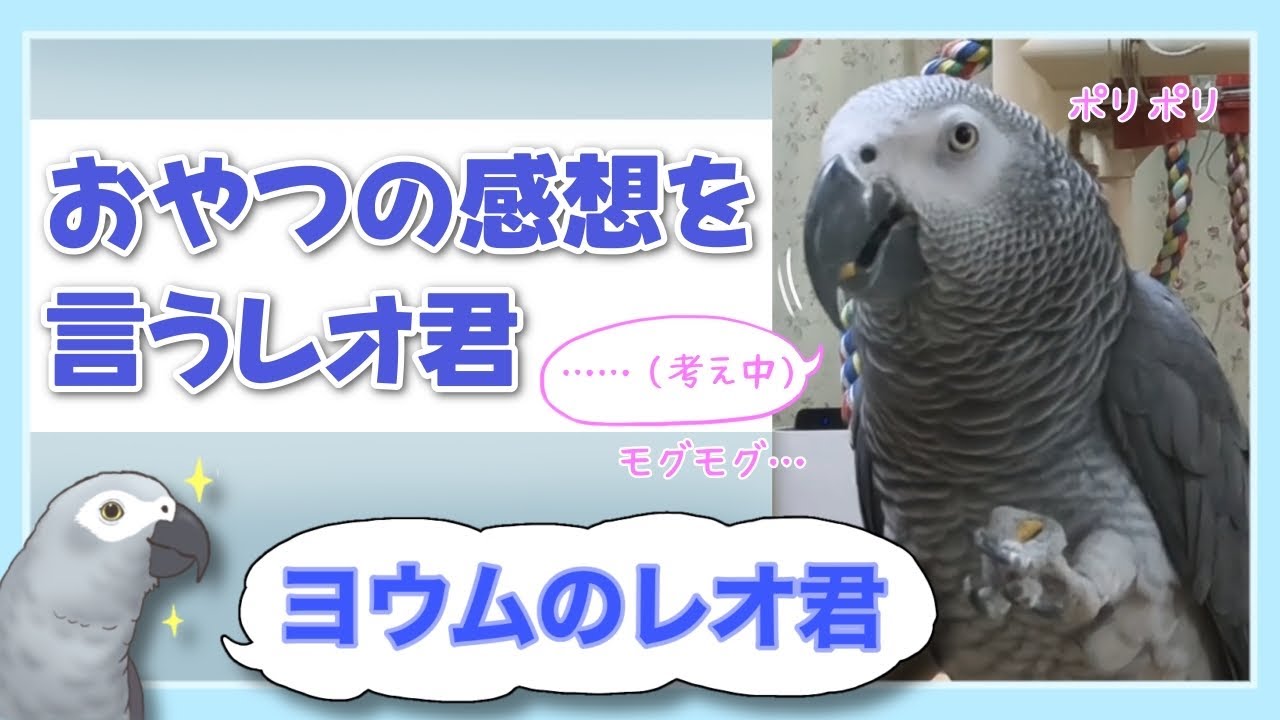 【ヨウムのレオ君】おやつの感想を言うレオ君