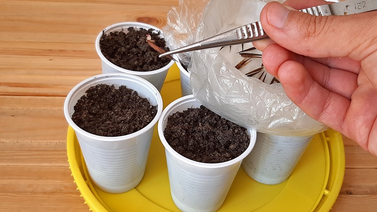 How to grow Bamboo from seed 🌿🌱🌱