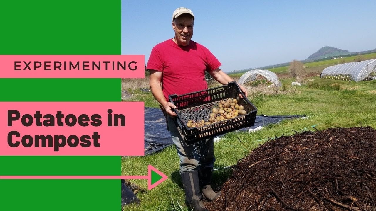 Experimenting: Growing Potatoes in a Compost Pile!