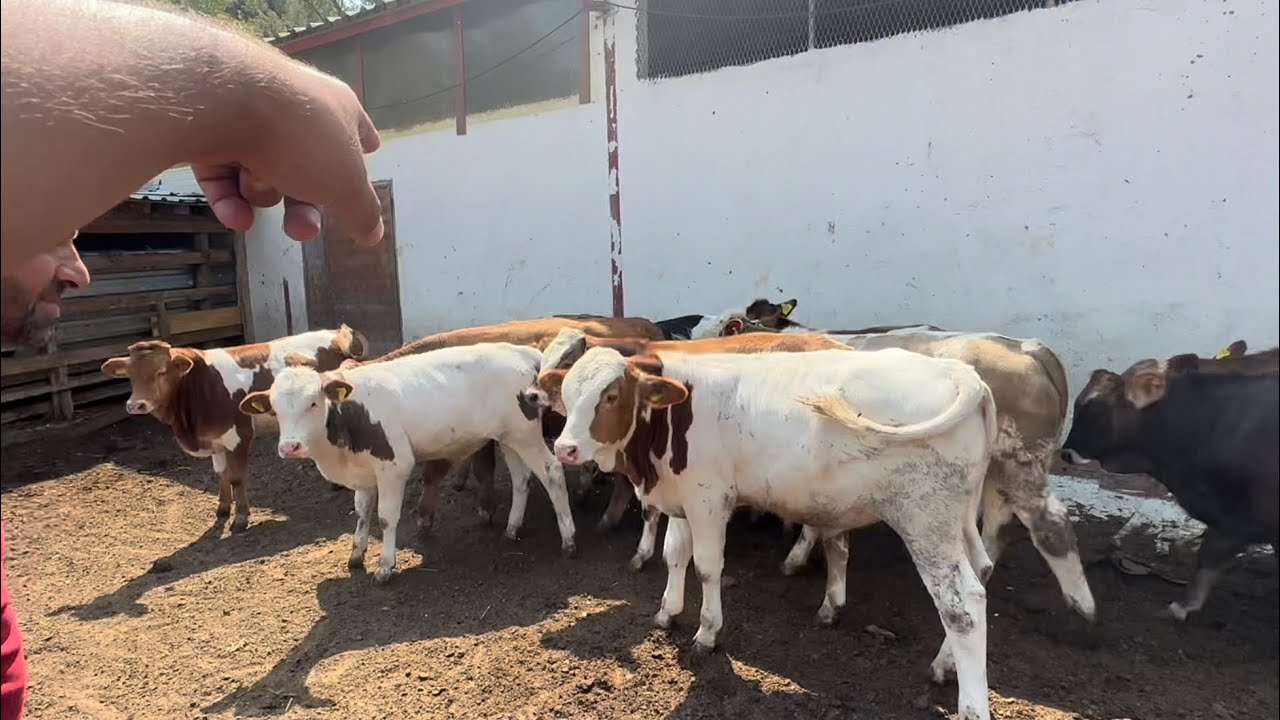 UZUN SÜREN BESİLİK DANA PAZARLIĞI