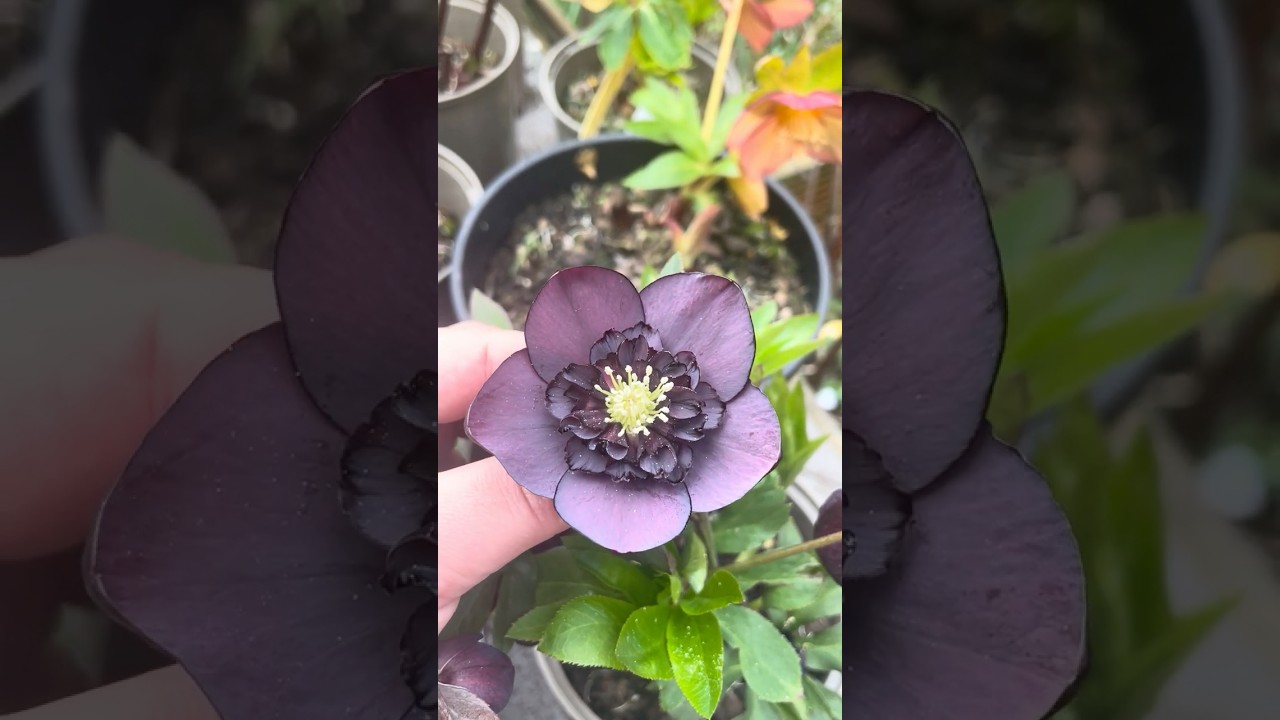 Anemone Form Dusky Grape Shades helleborus x hybridus #helleborus #hellebore #морозник