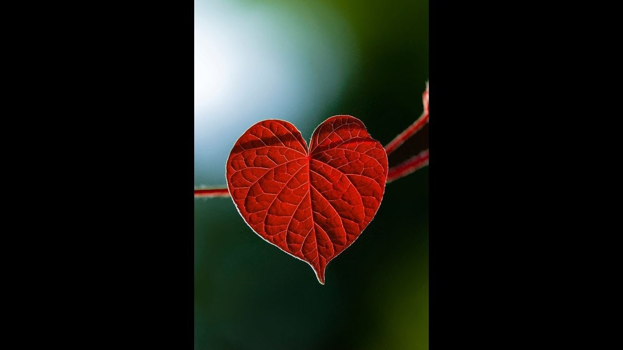 Gemini Love Nov 1-15/19 The More...I’m Here