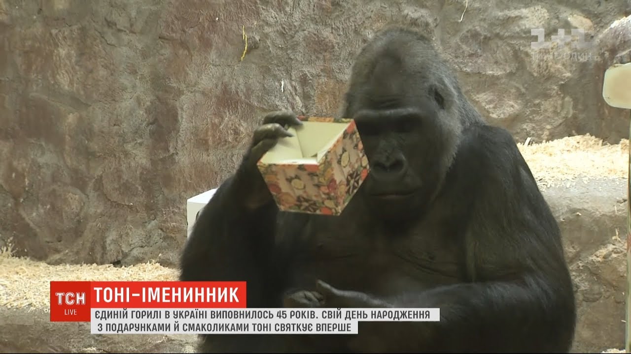 Горила Тоні відсвяткував 45-річний ювілей у столичному зоопарку