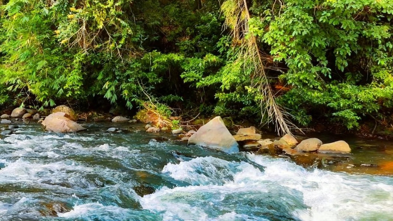 Soothing Natural River Water Sounds 🍃 White Noise for Sleep
