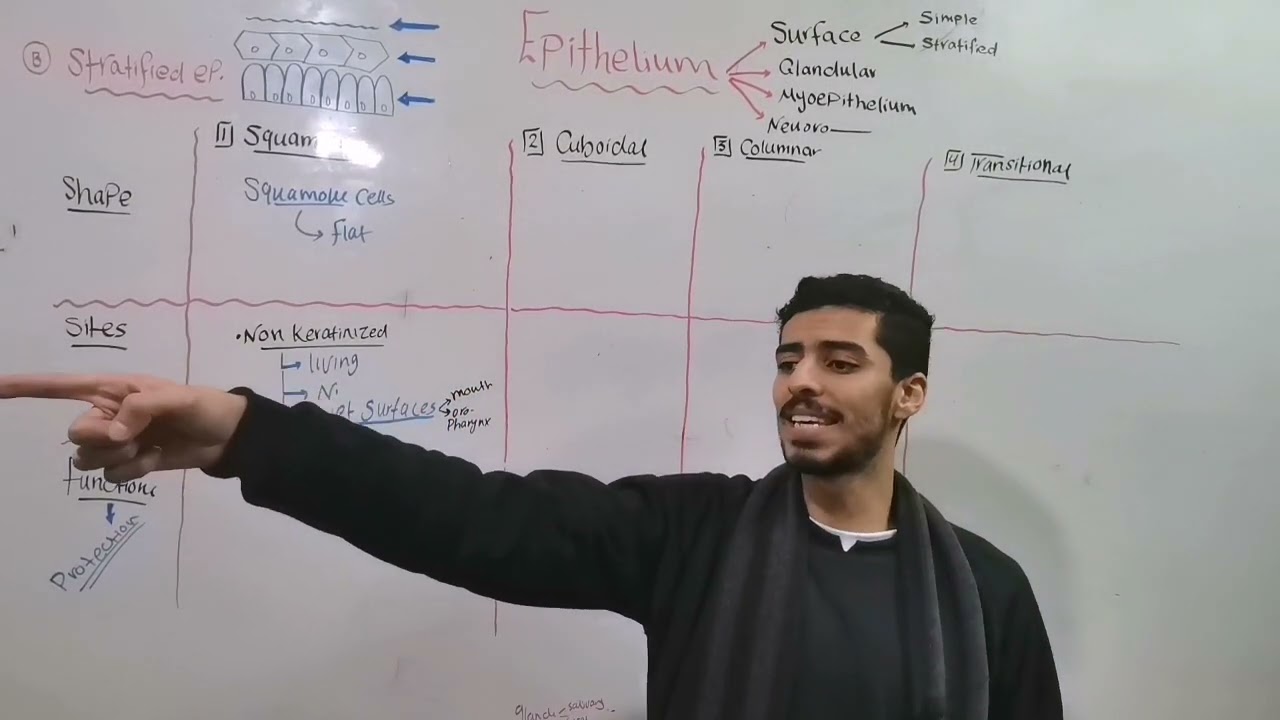Epithelium 2 (Stratified Epithelium)