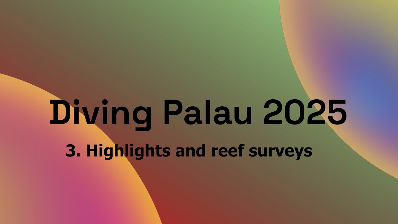 Diving Palau 2025: 3. Highlights and reef surveys