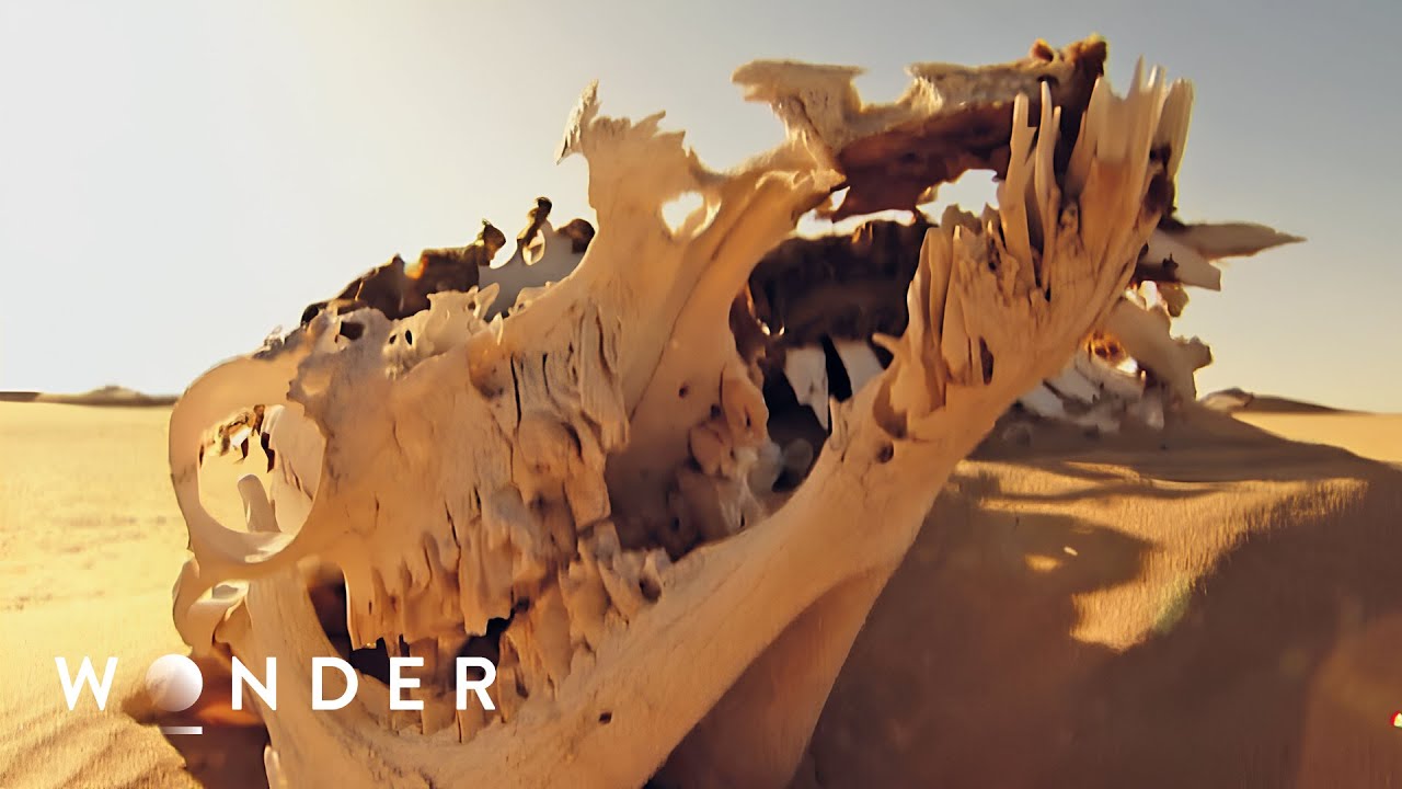 Surviving The Harshest Desert On Earth Known As The 