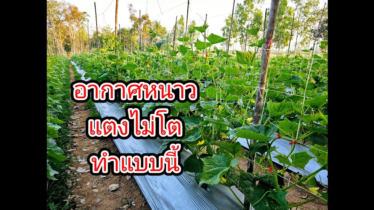 วิธีปลูกแตงให้โตดี ช่วงฤดูหนาว